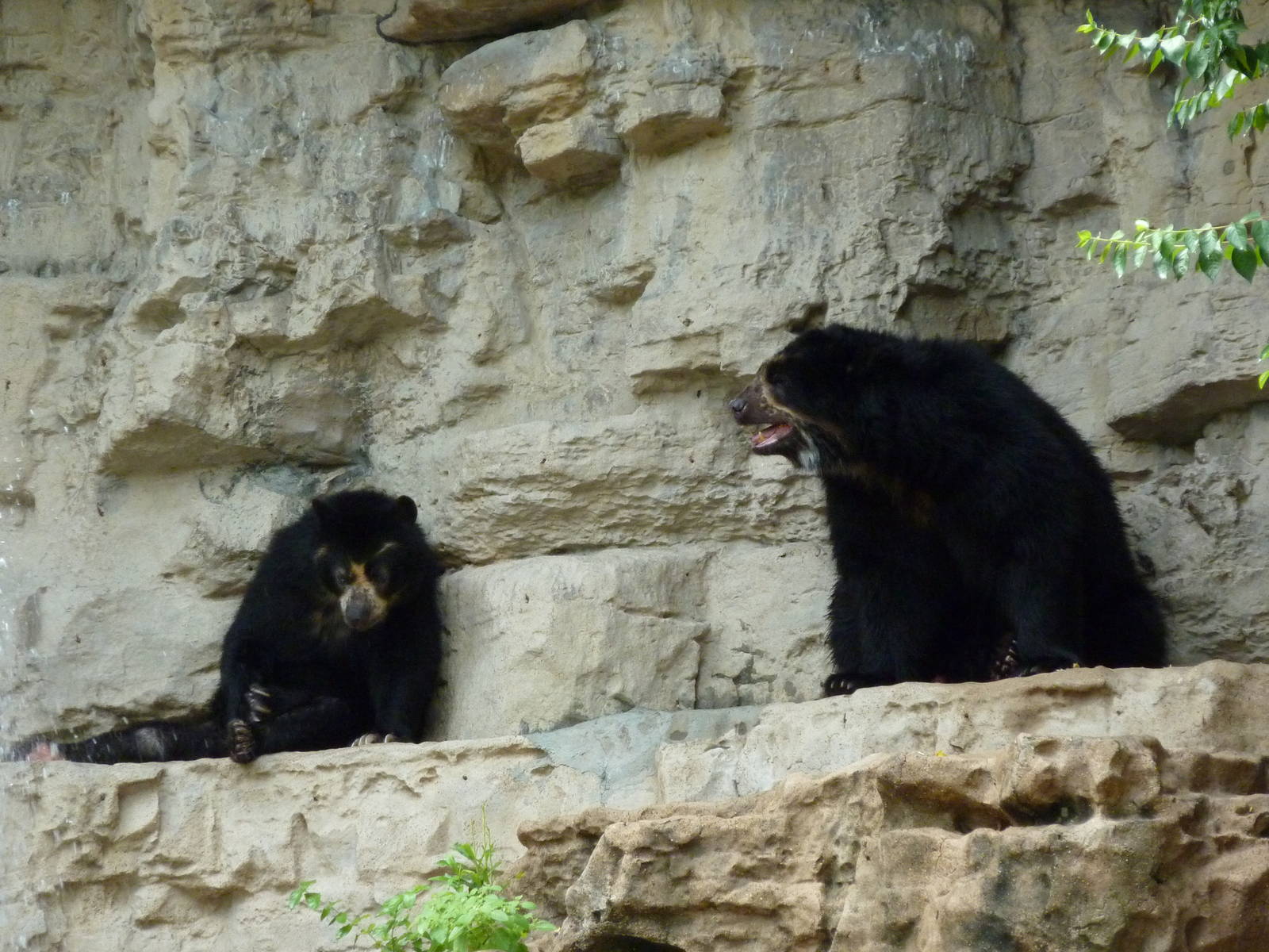 Bear Pits - Built In 1921 - Spectacled Bears
