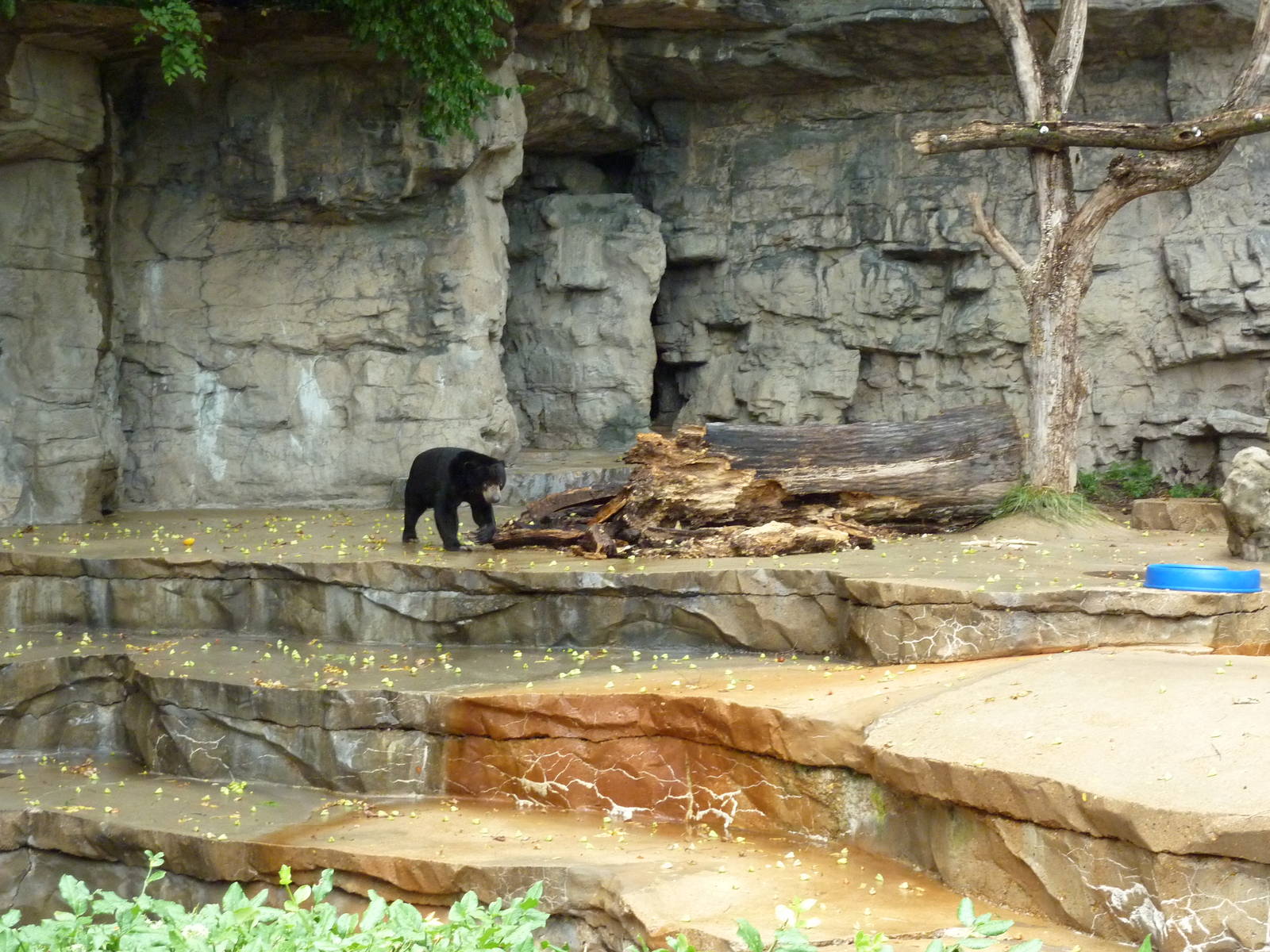 Bear Pits - Built In 1921 - Sun Bear Exhibit