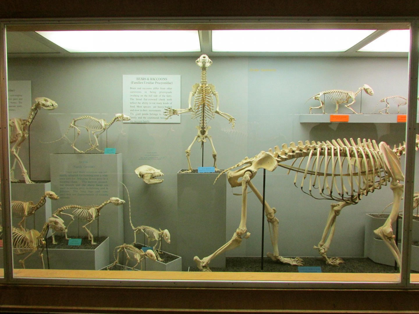 Bear & Raccoon Skeletons