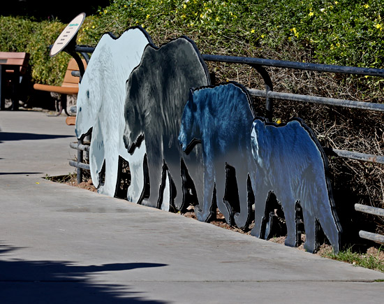 bear size comparison