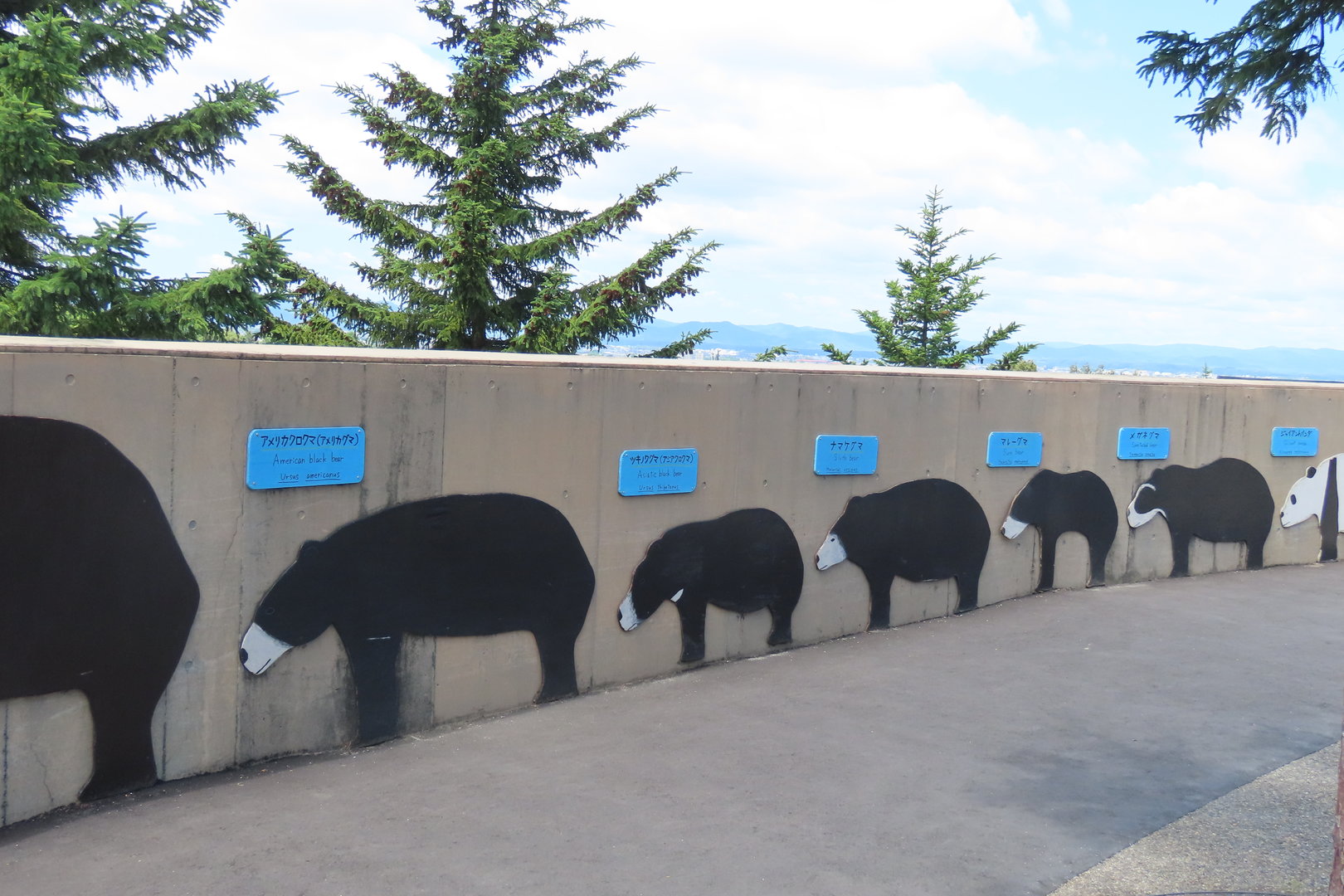 Bear size comparison