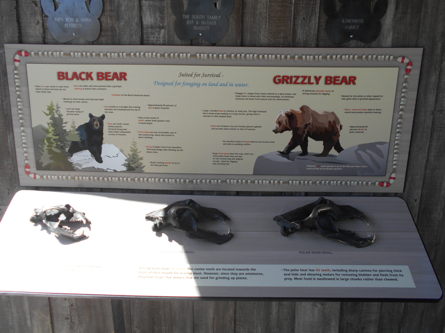 Bear skulls interpretive