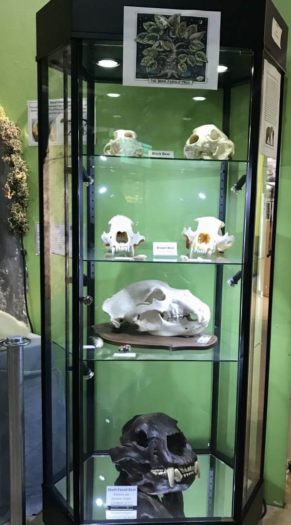 Bear Skulls