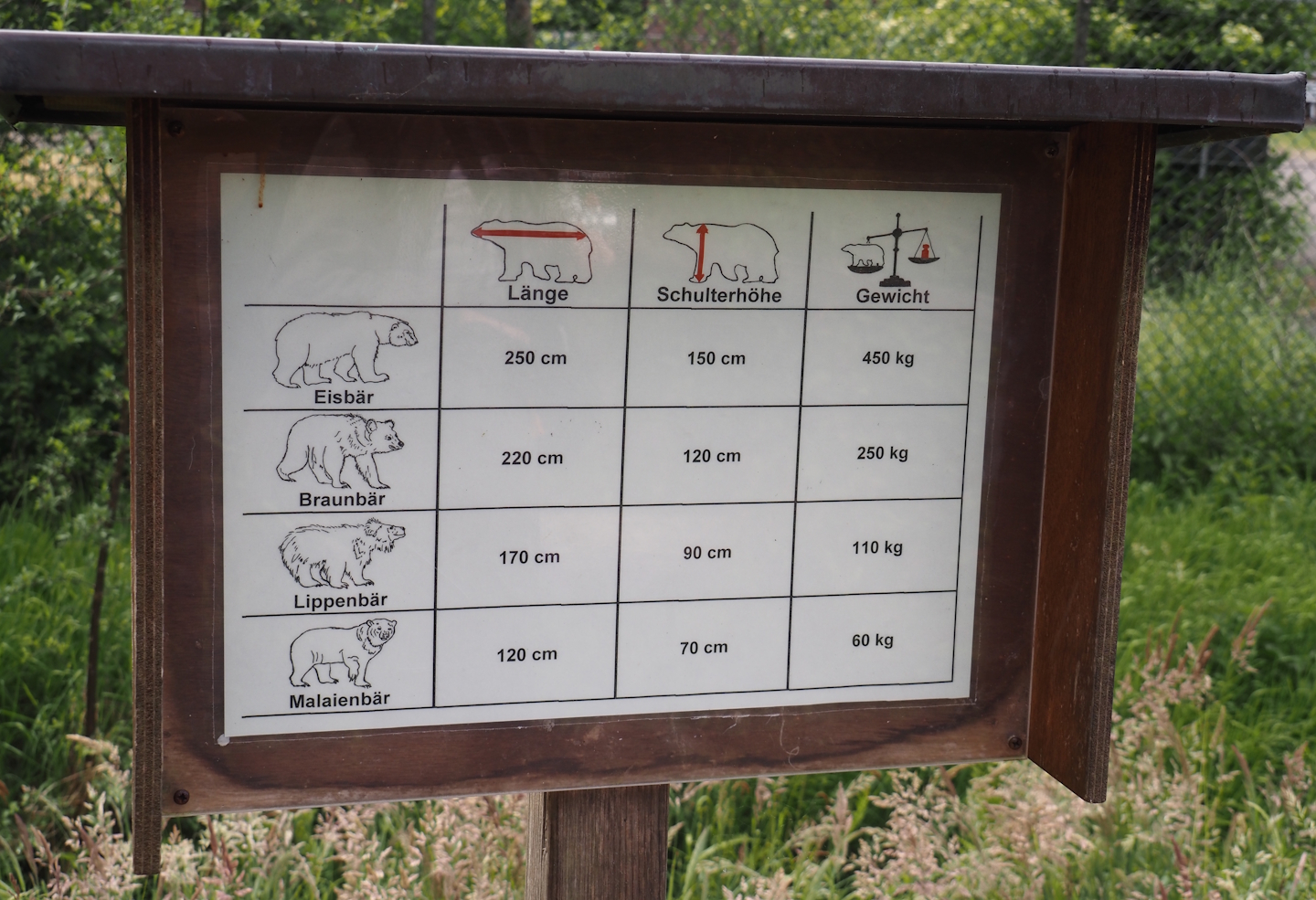 Bear species size comparison table, 2025-05-22