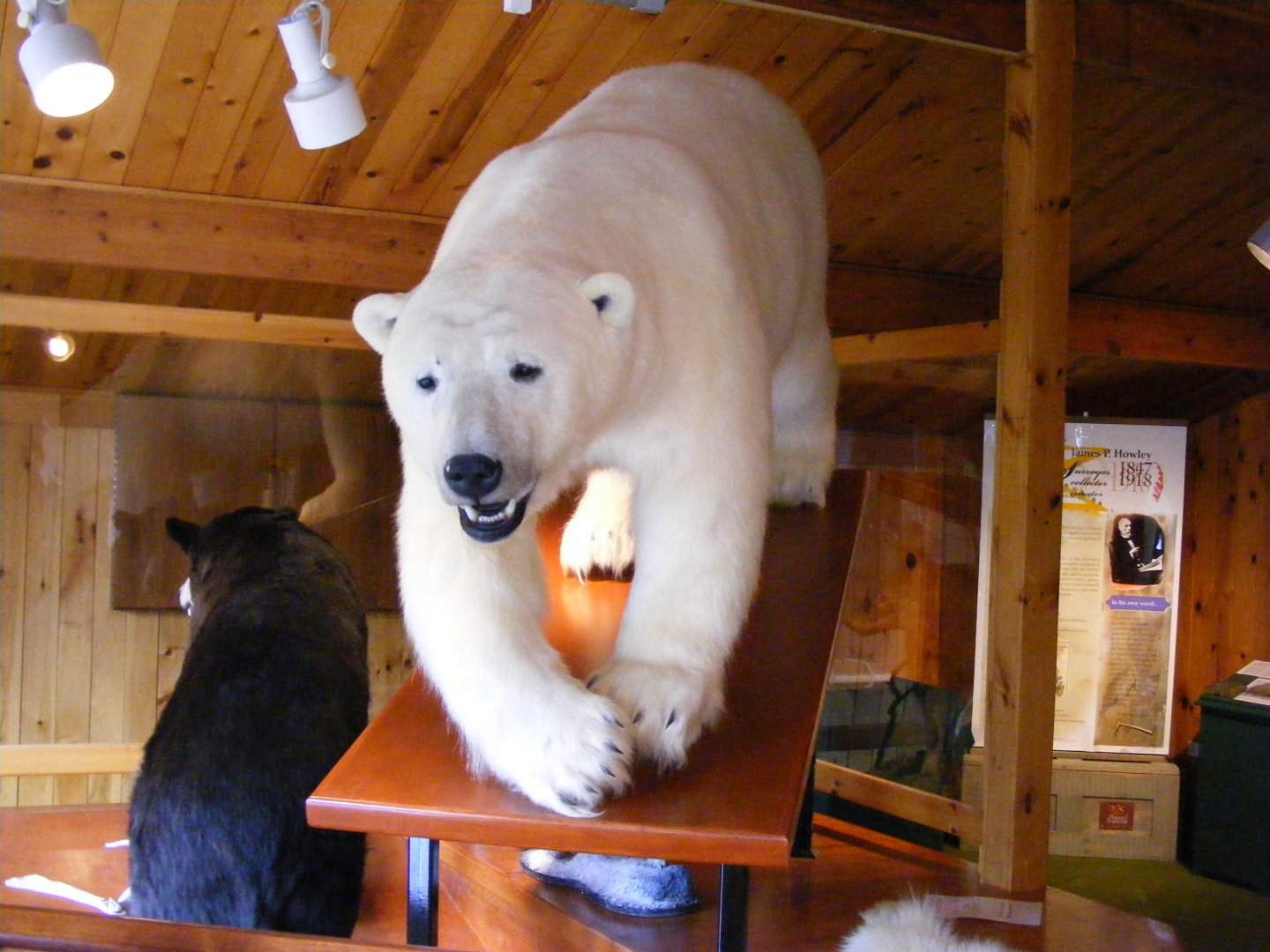 Bear Taxidermies in entrance lodge