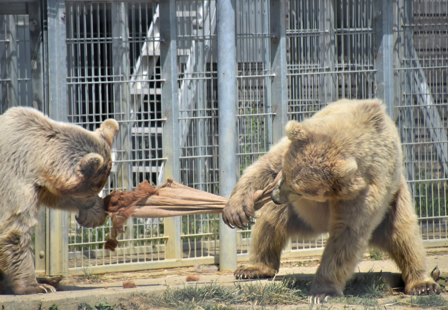 Bear tug of war