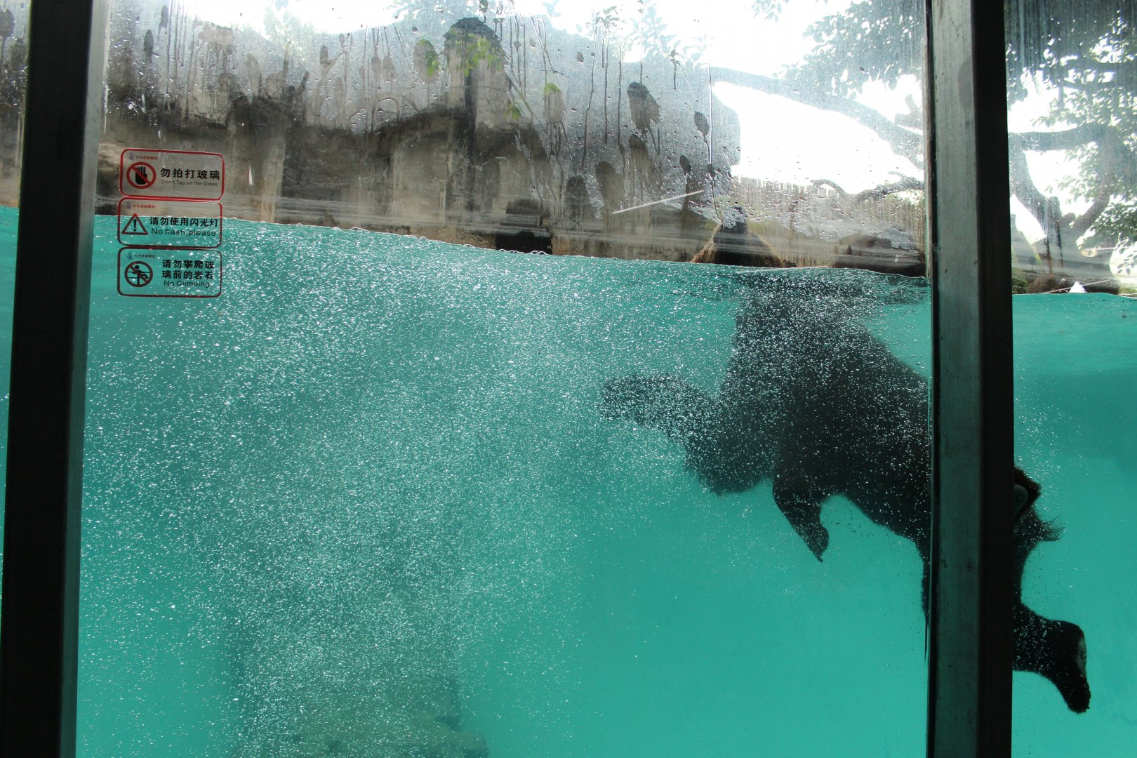 Bear underwater viewing