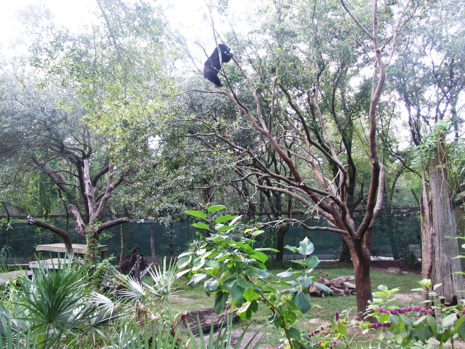 Bear up a Tree at Lowry Park, 13/10/13
