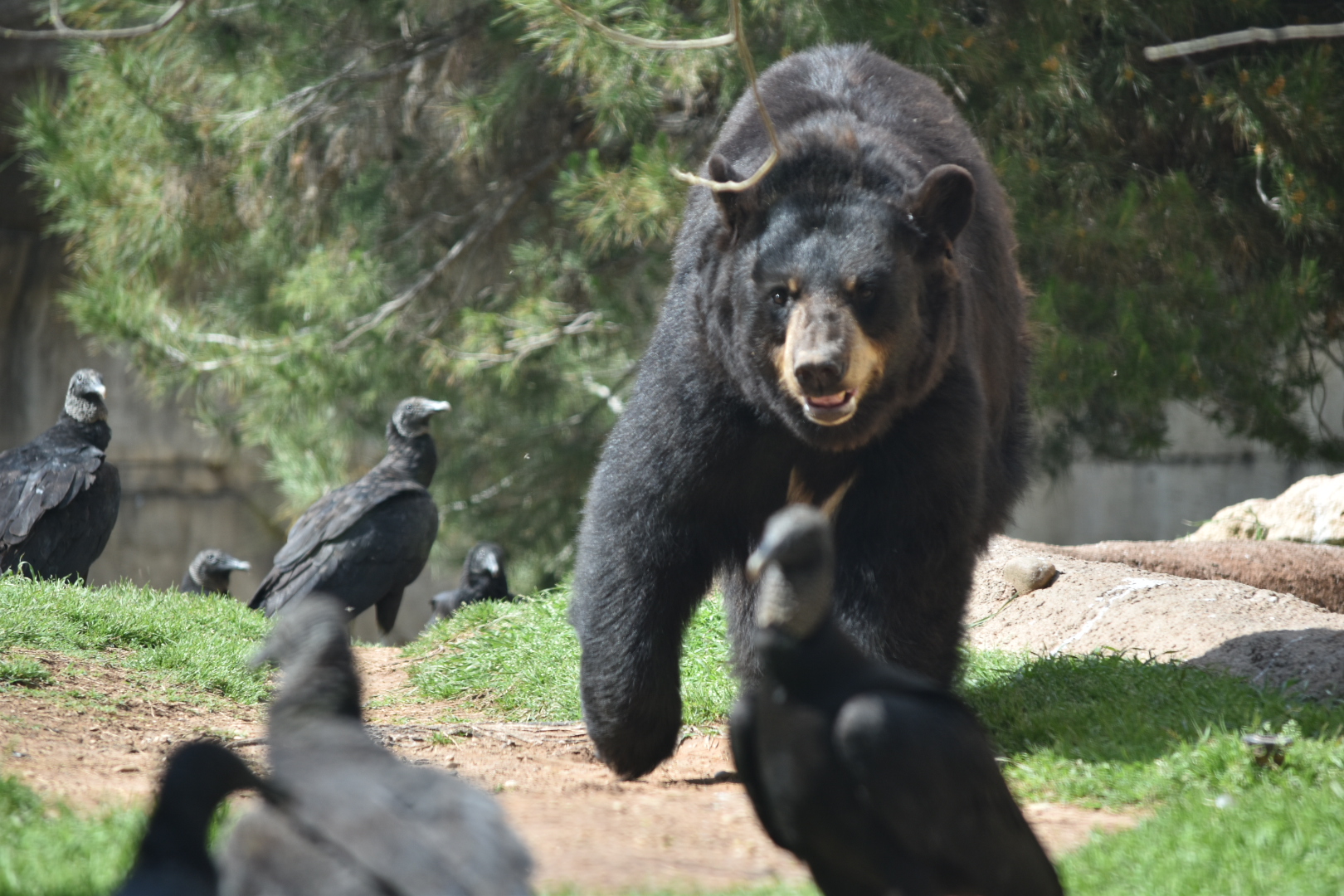 Bear Versus Vultures
