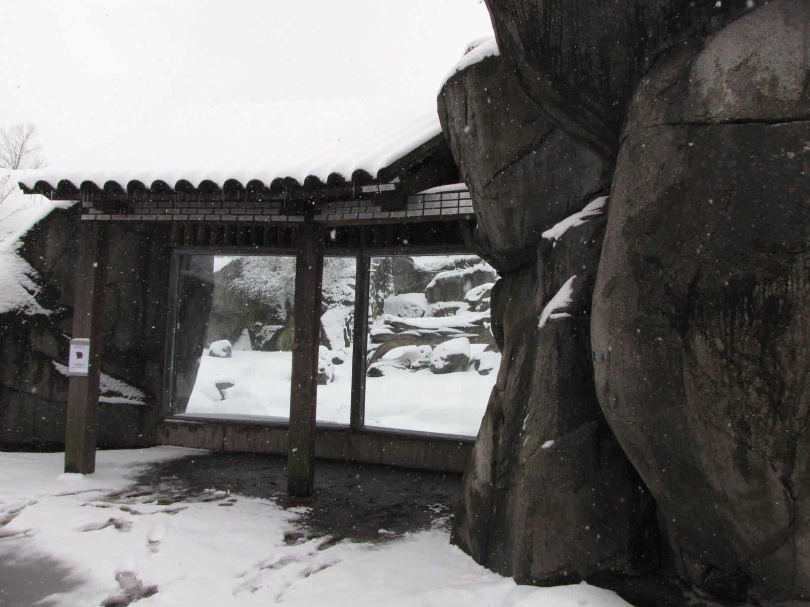 Bear viewing area at Skansen