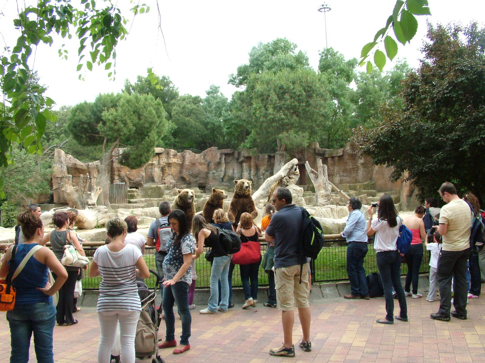 Bear Viewing at Madrid Zoo Aquarium, 26/05/11