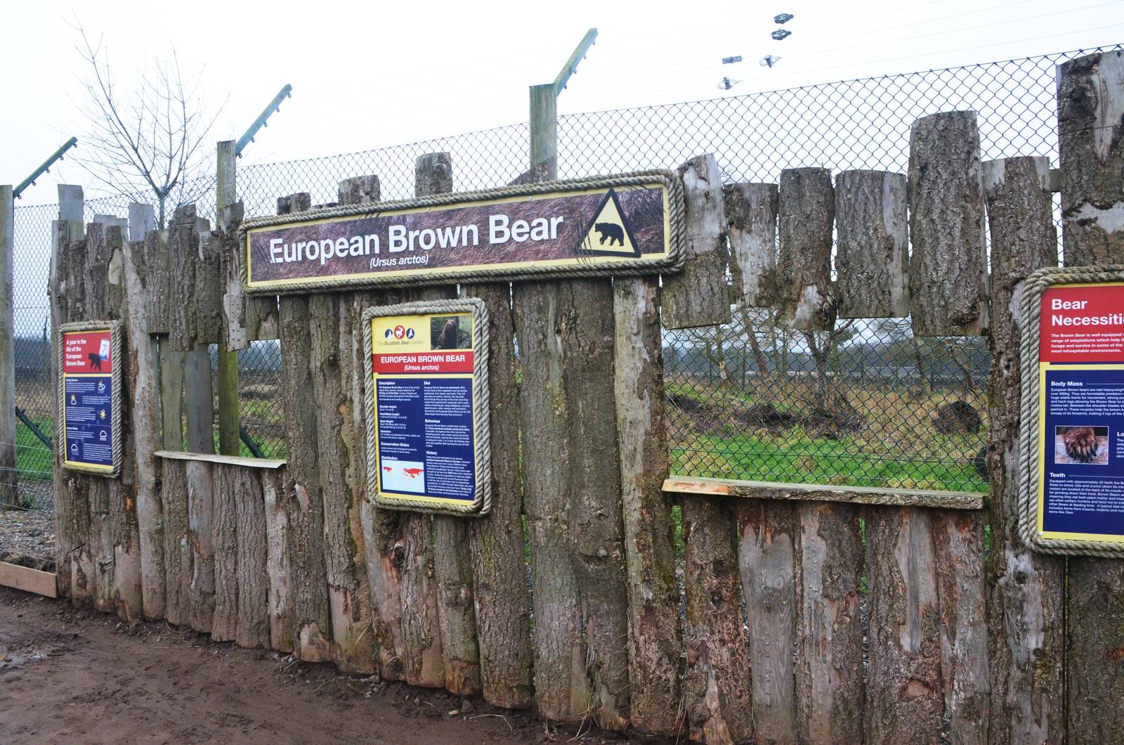 Bear Viewing at the Scottish Deer Centre, 06/02/16