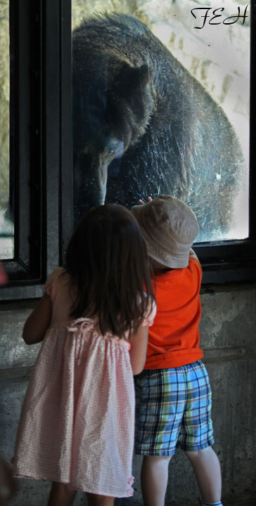 bear watching kids