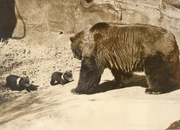 Bear with cubs