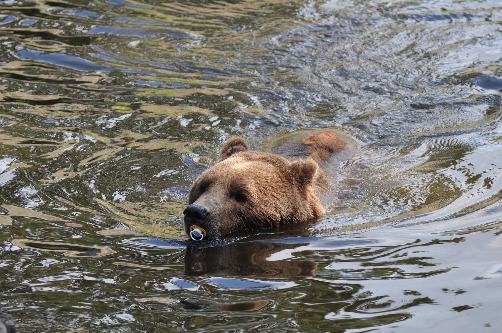 Bear with Pacifier (Dummy) at Kolmården