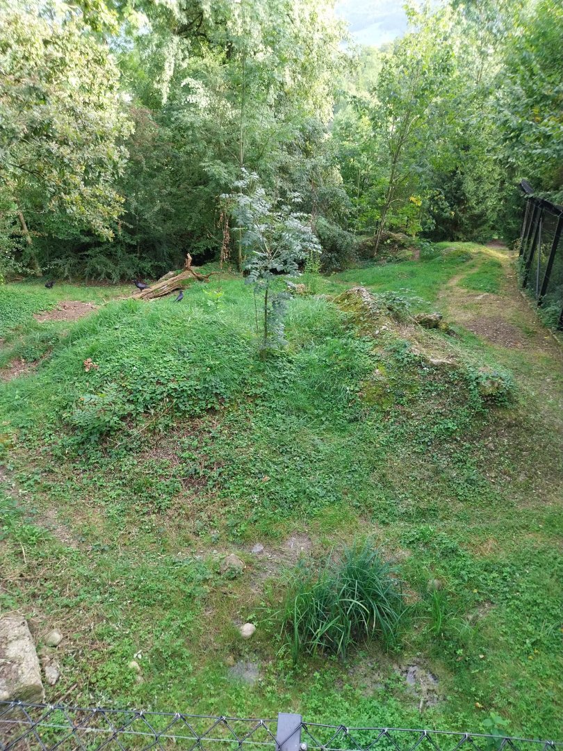Bear & Wolf tour - Wolf enclosure - Common raven (Corvus corax corax)
