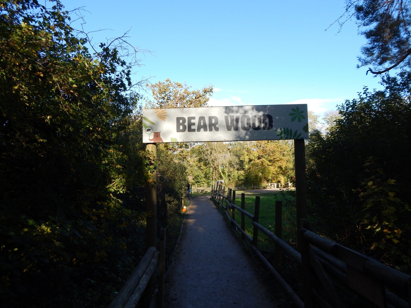 Bear Wood 051123