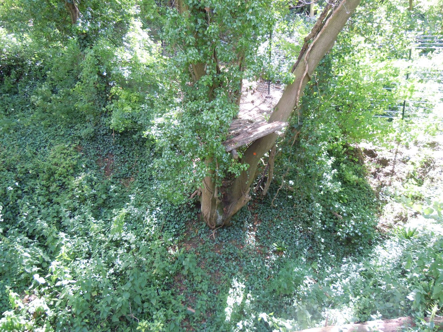 Bear Wood - Eurasian lynx enclosure 290620