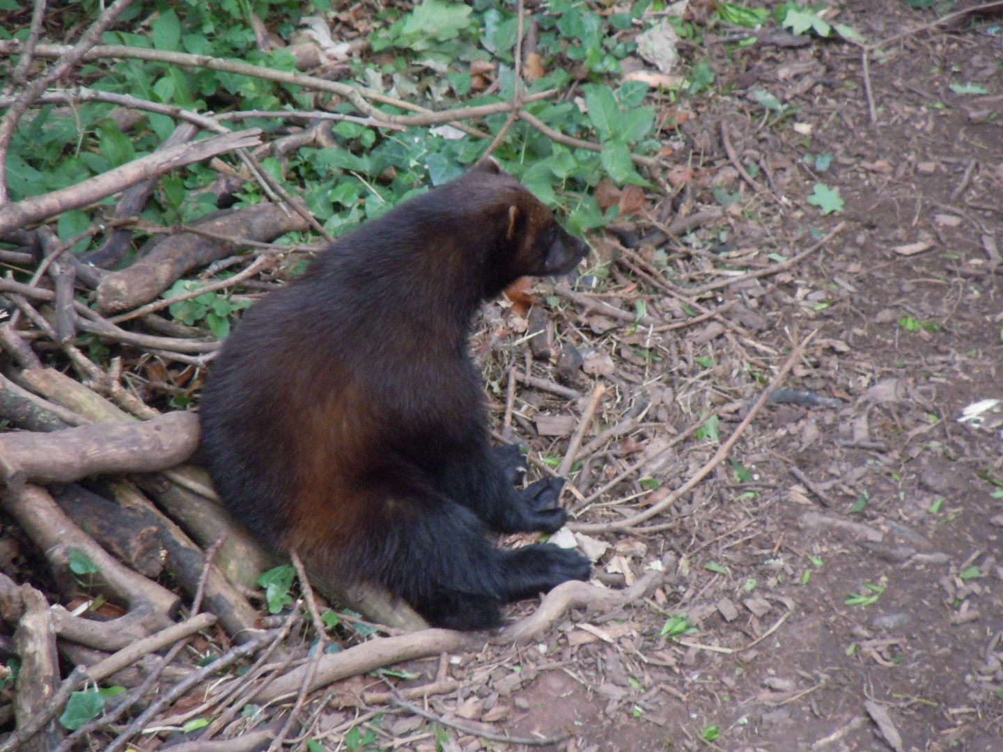 Bear Wood - Eurasian wolverine 290620
