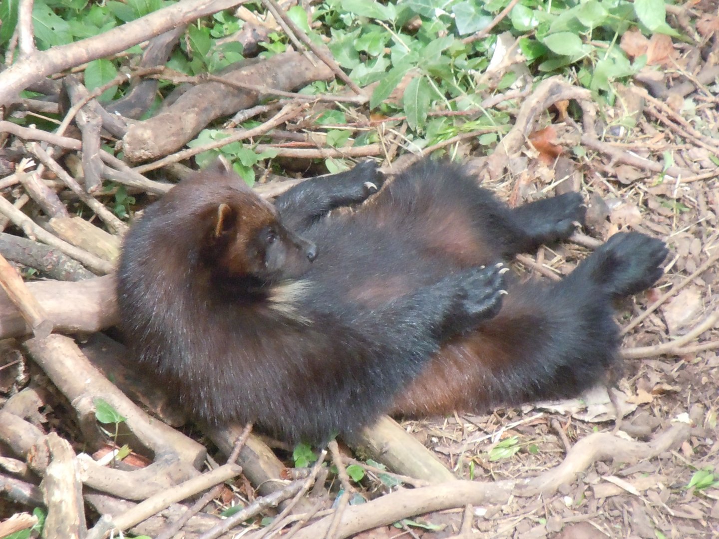 Bear Wood - Eurasian wolverine 290620