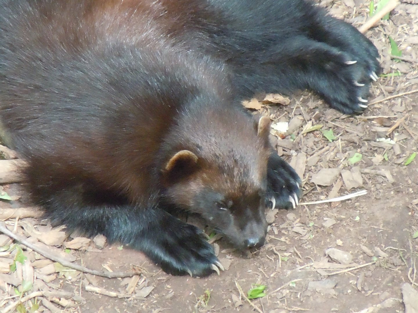 Bear Wood - Eurasian wolverine 290620