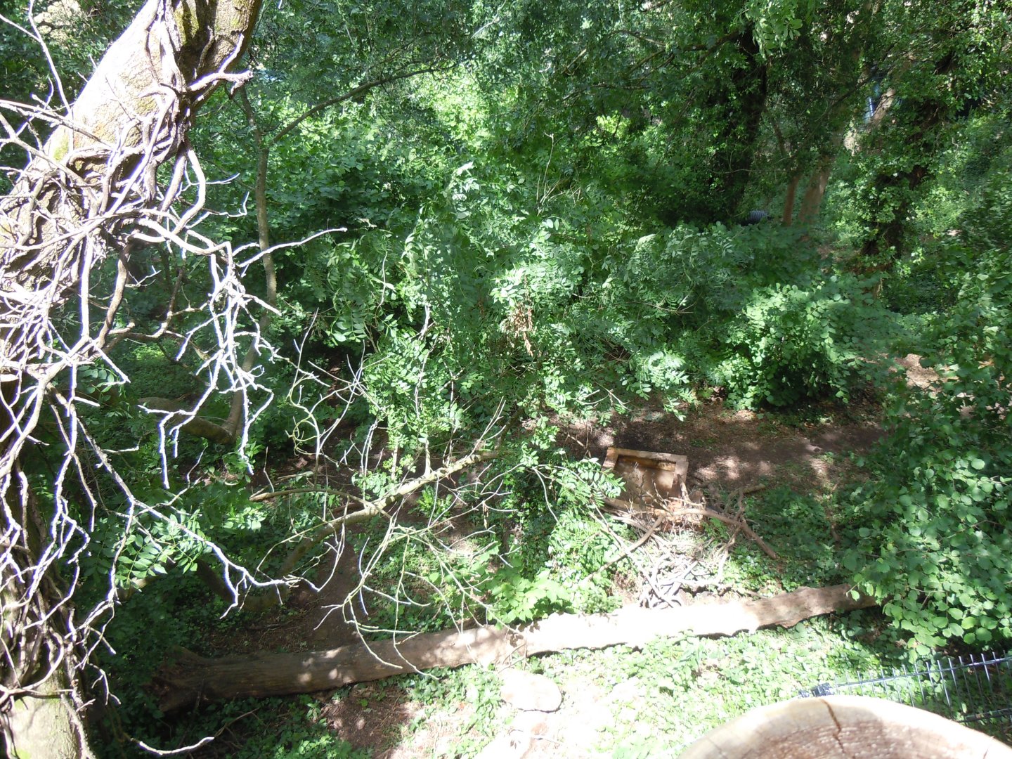Bear Wood - Eurasian wolverine enclosure 290620