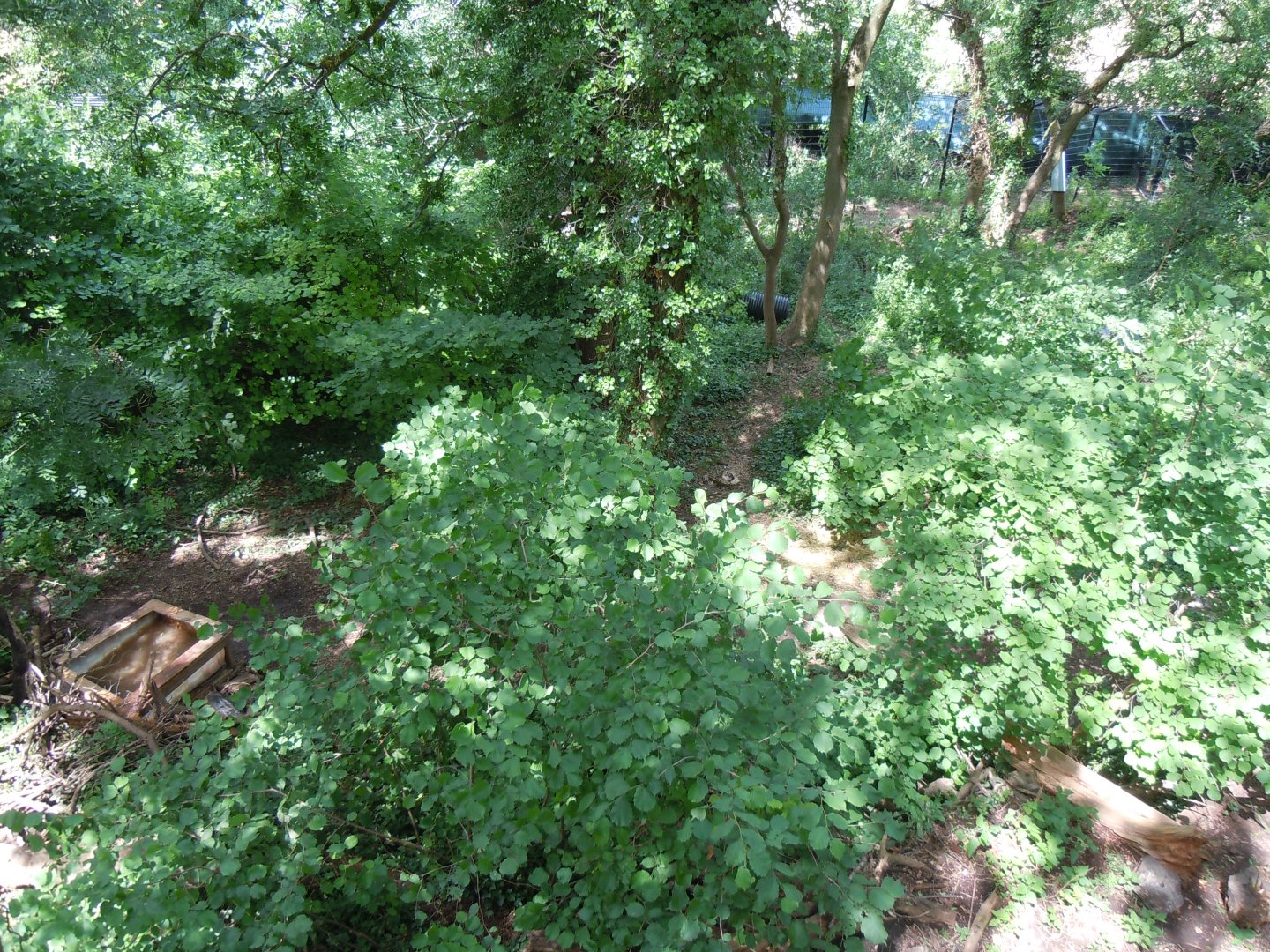 Bear Wood - Eurasian wolverine enclosure 290620