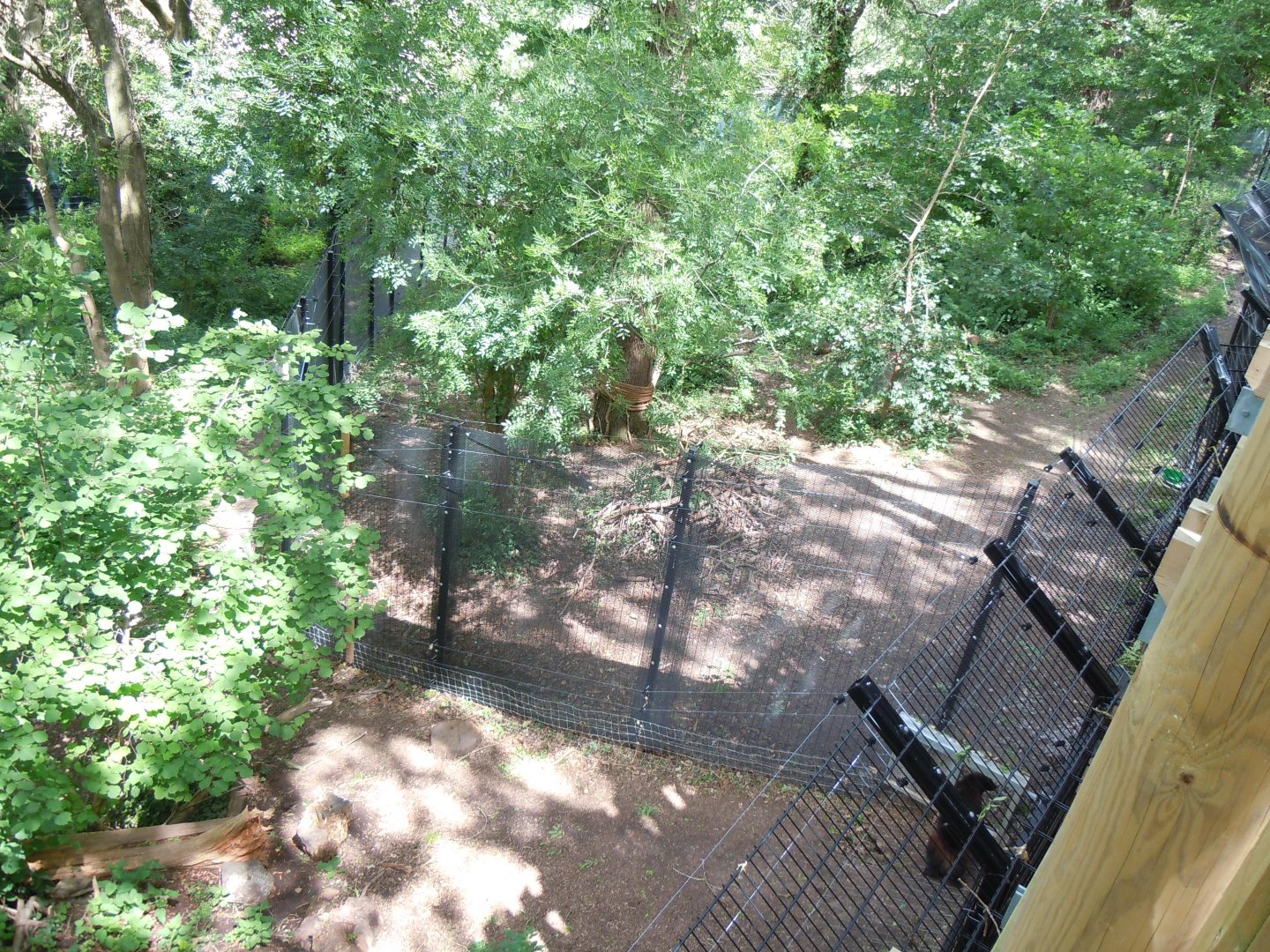 Bear Wood - Eurasian wolverine enclosure 290620