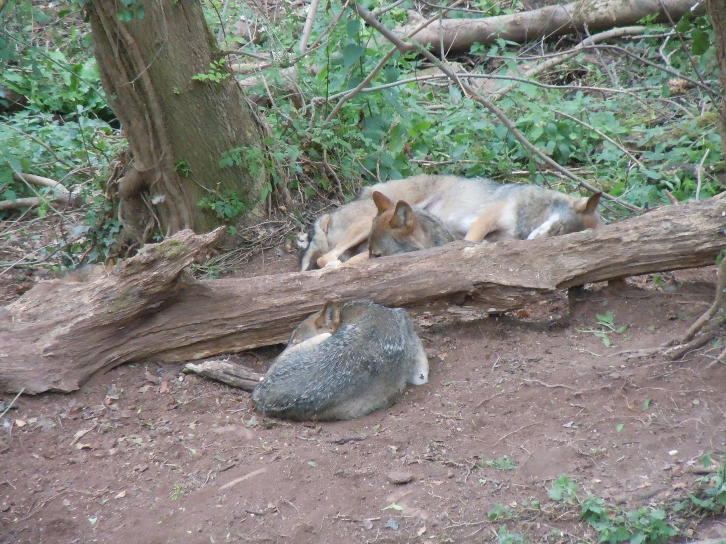 Bear Wood - Eurasian wolves 290620