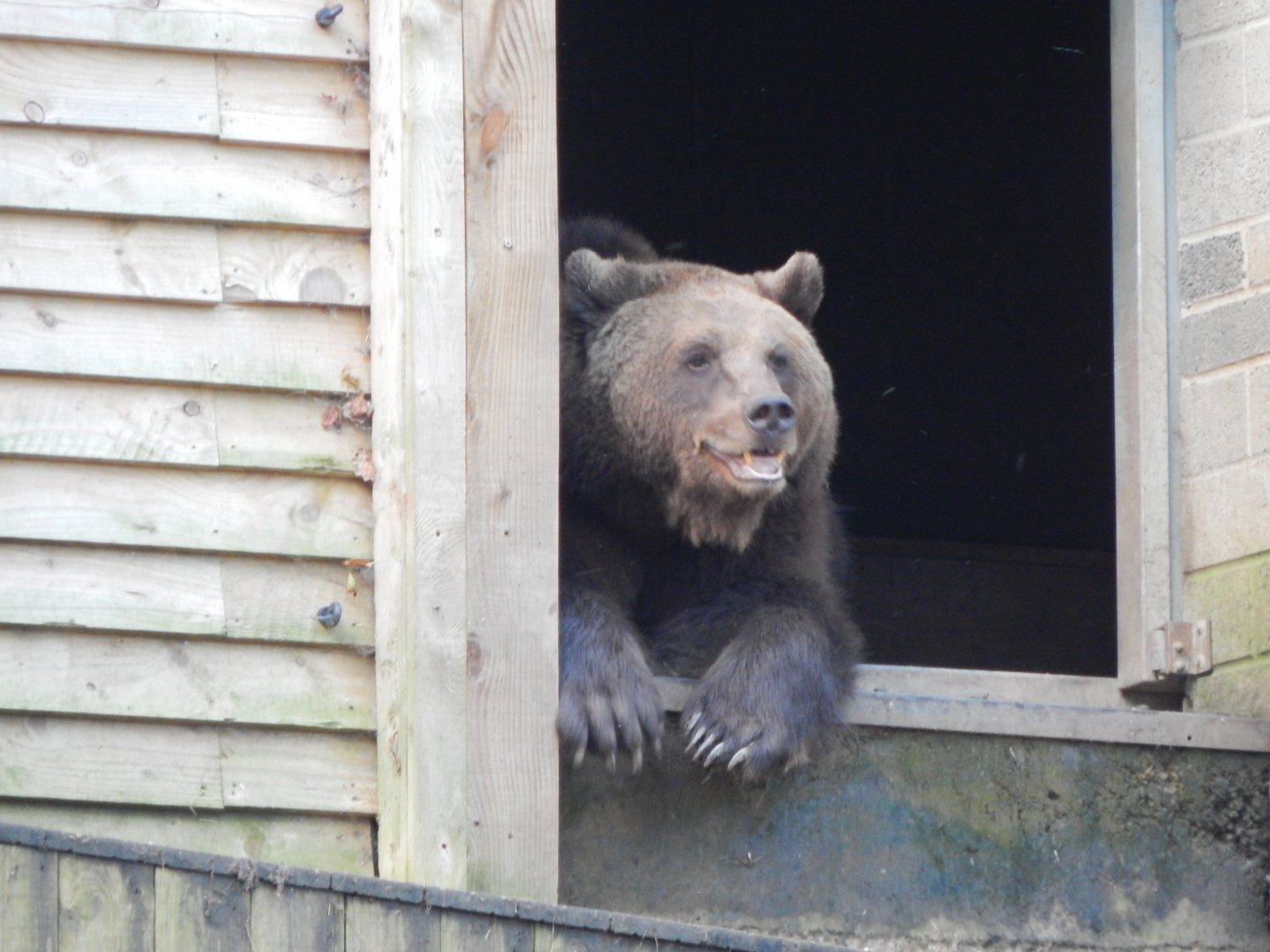 Bear Wood - European brown bear 051123