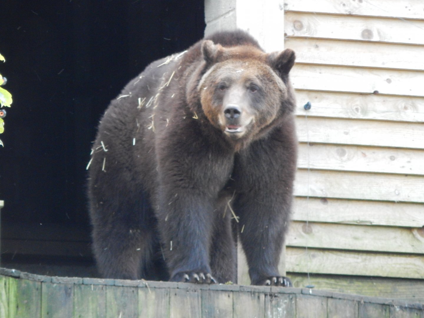 Bear Wood - European brown bear 051123