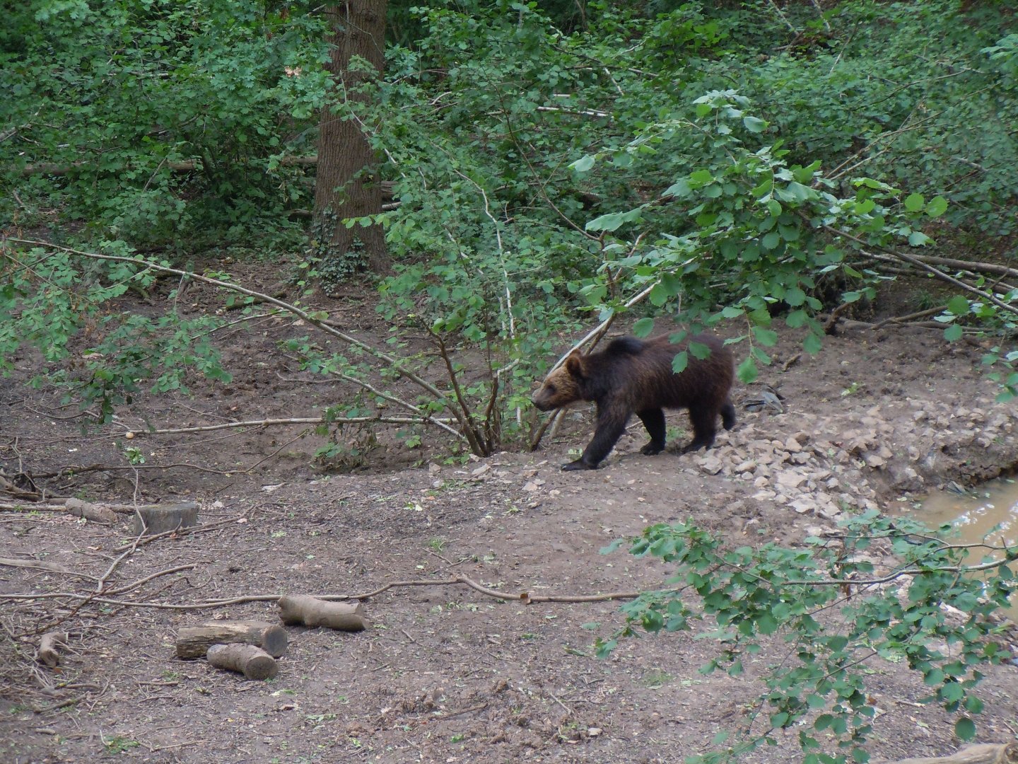 Bear Wood - European brown bear 290620