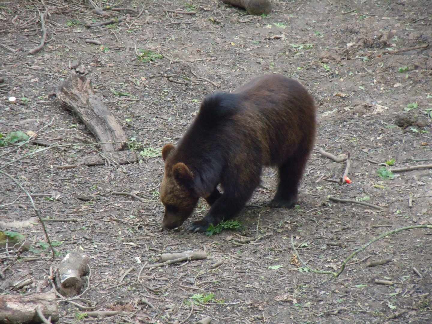 Bear Wood - European brown bear 290620