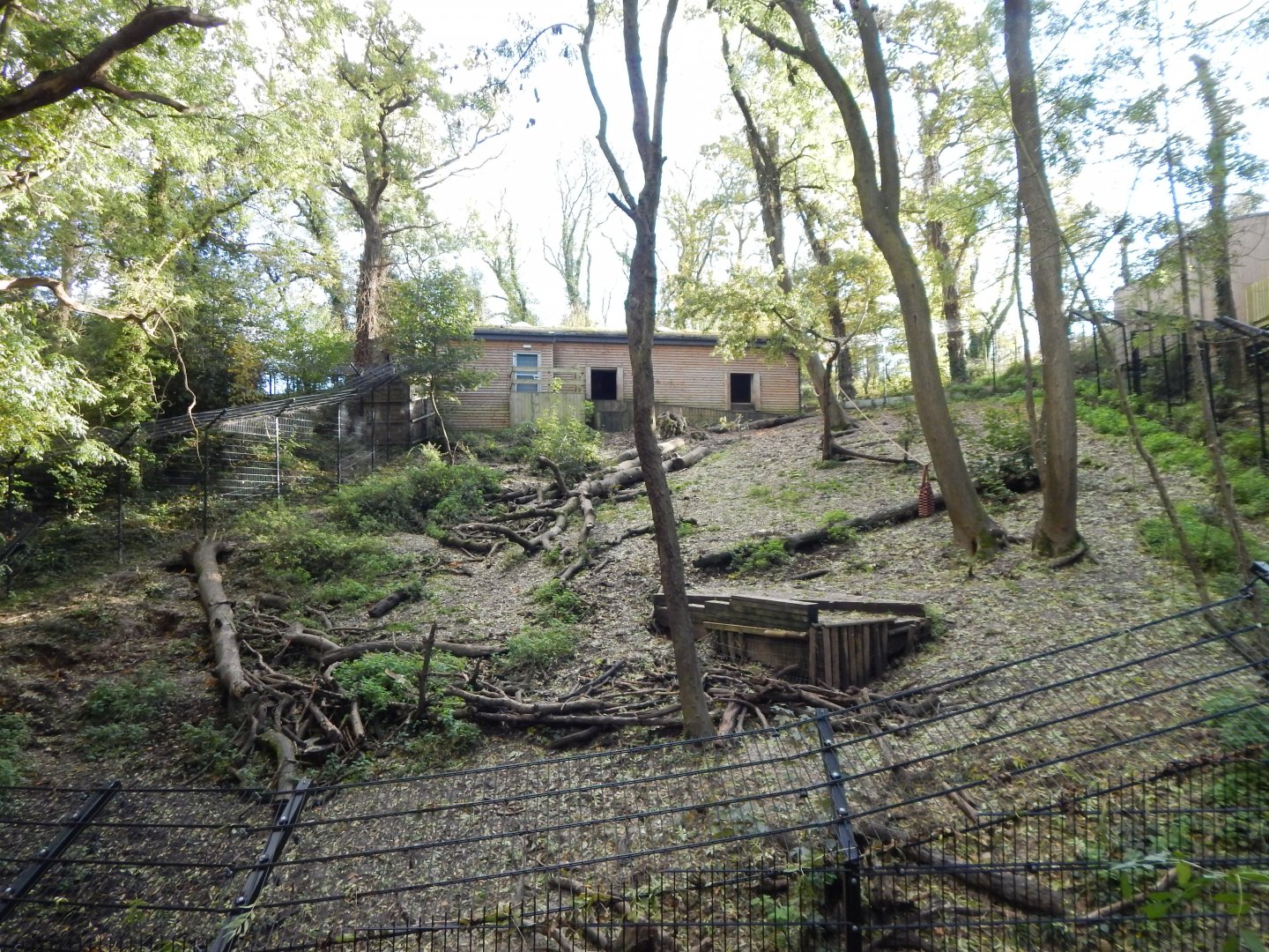 Bear Wood - European brown bear enclosure 051123