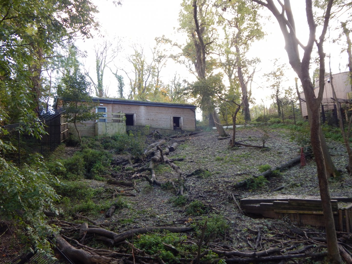 Bear Wood - European brown bear enclosure 051123