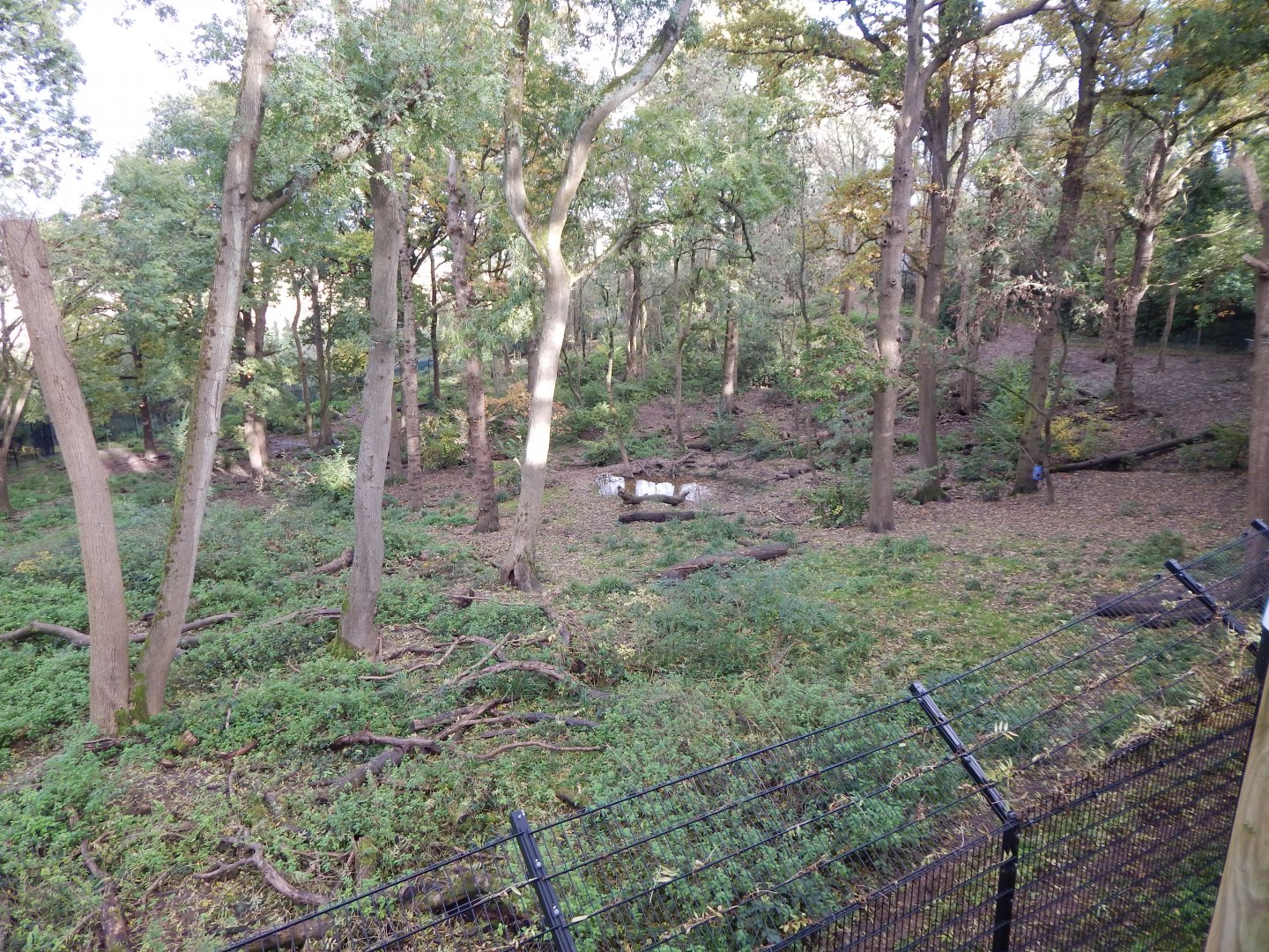 Bear Wood - European brown bear/Eurasian wolf enclosure 051123