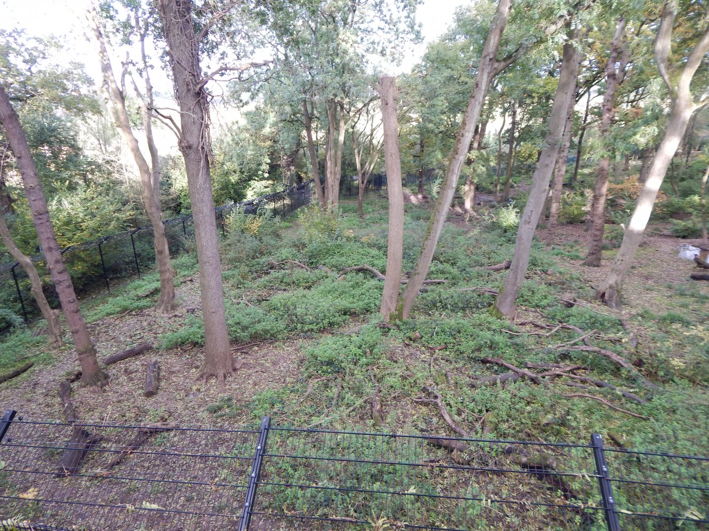 Bear Wood - European brown bear/Eurasian wolf enclosure 051123