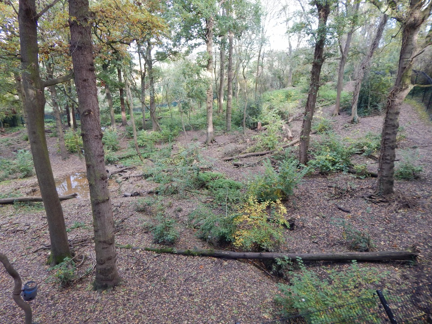 Bear Wood - European brown bear/Eurasian wolf enclosure 051123