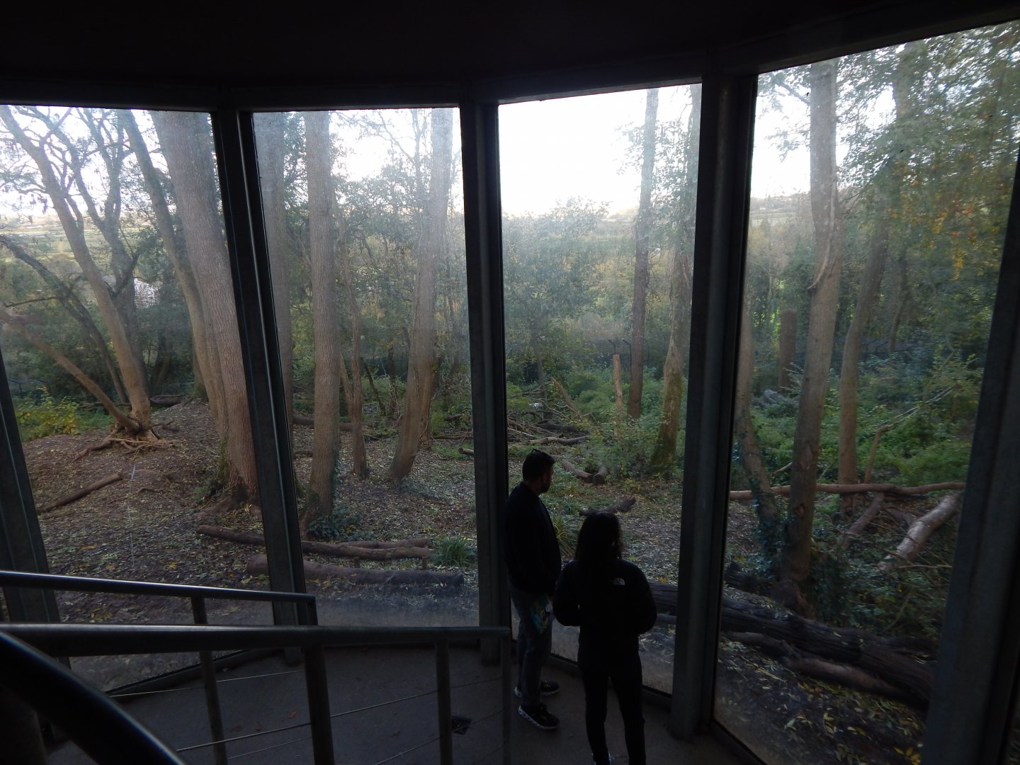 Bear Wood - European brown bear/Eurasian wolf enclosure 051123