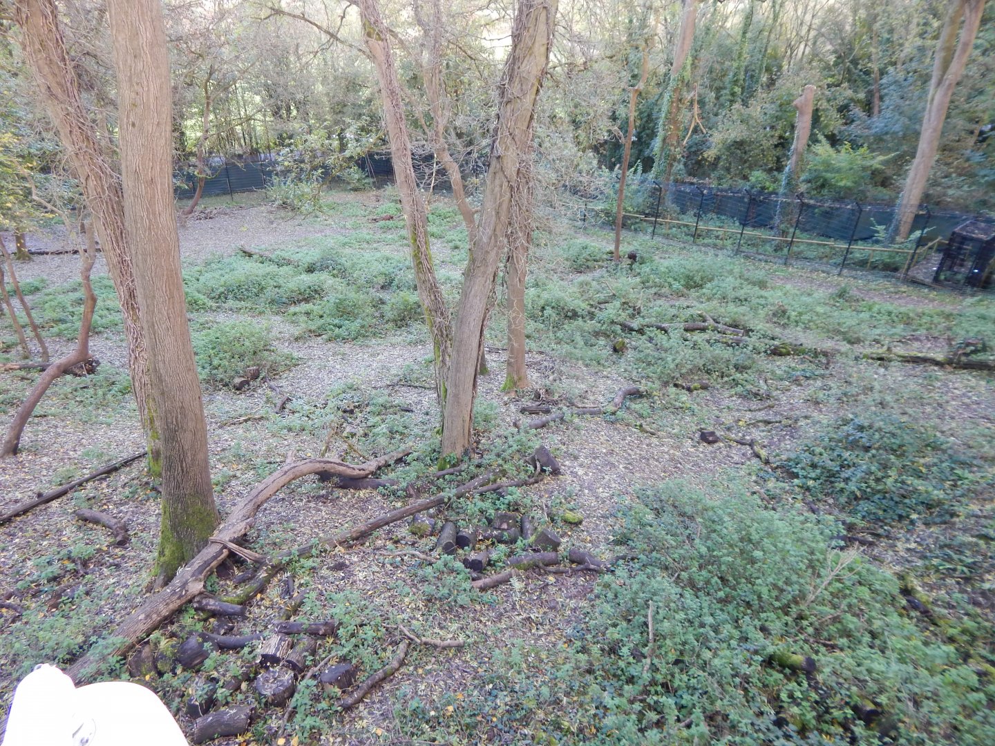 Bear Wood - European brown bear/Eurasian wolf enclosure 051123