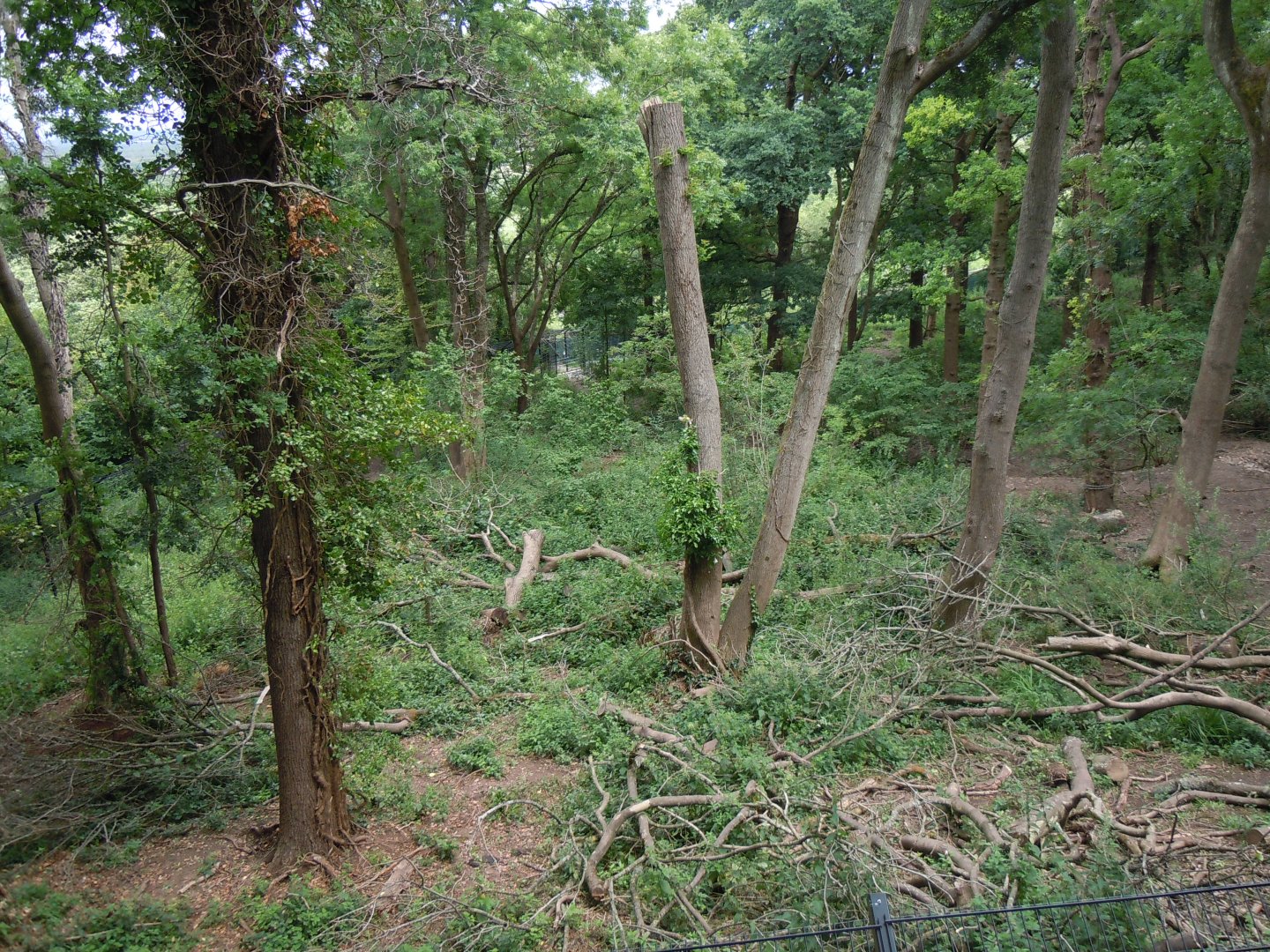 Bear Wood - European brown bear/Eurasian wolf enclosure 290620