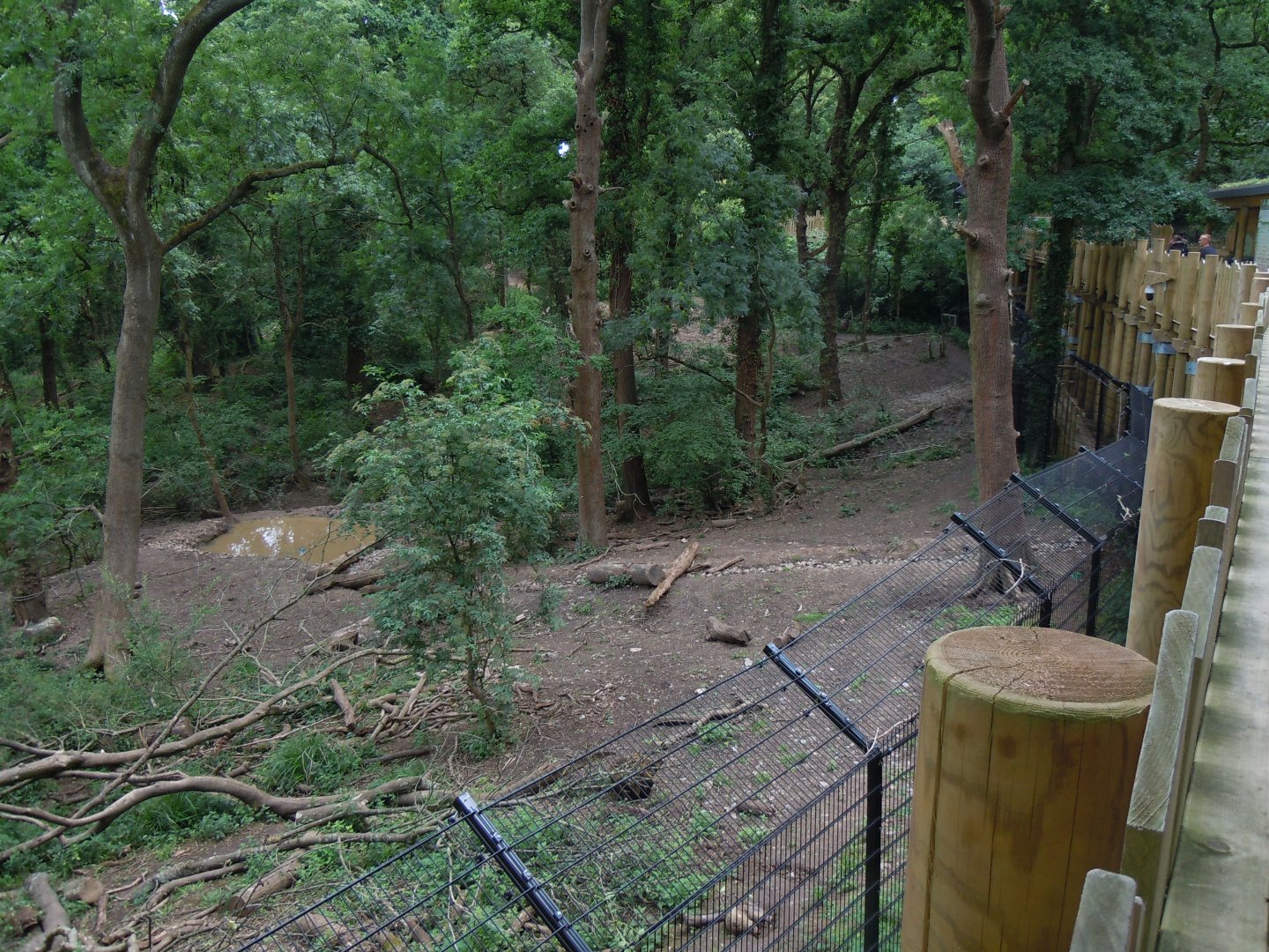 Bear Wood - European brown bear/Eurasian wolf enclosure 290620