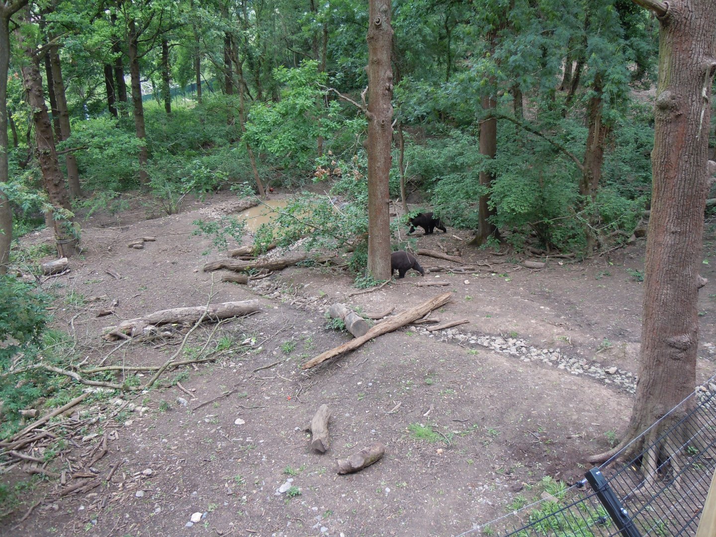 Bear Wood - European brown bear/Eurasian wolf enclosure 290620