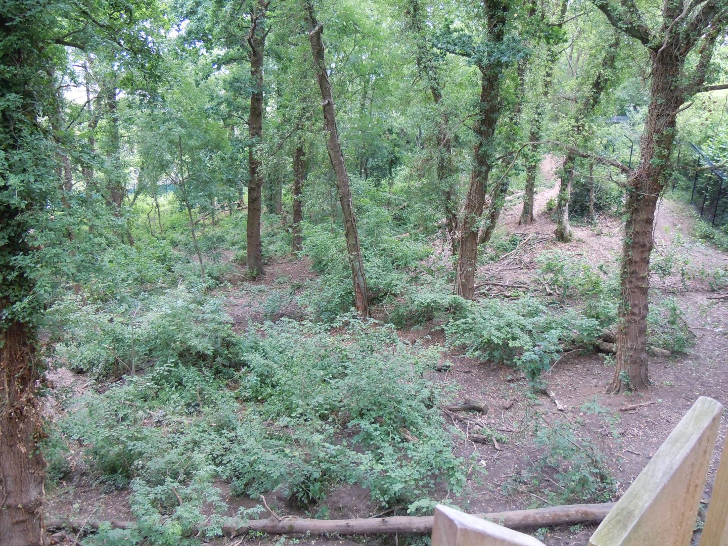 Bear Wood - European brown bear/Eurasian wolf enclosure 290620