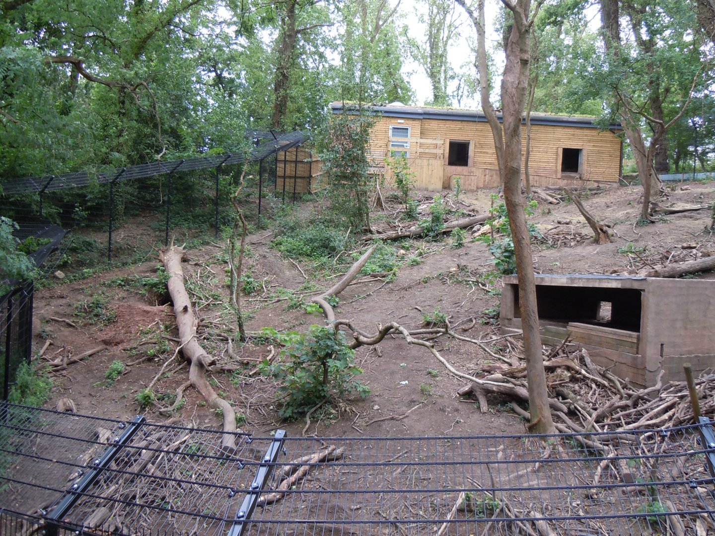 Bear Wood - European brown bear/Eurasian wolf enclosure 290620