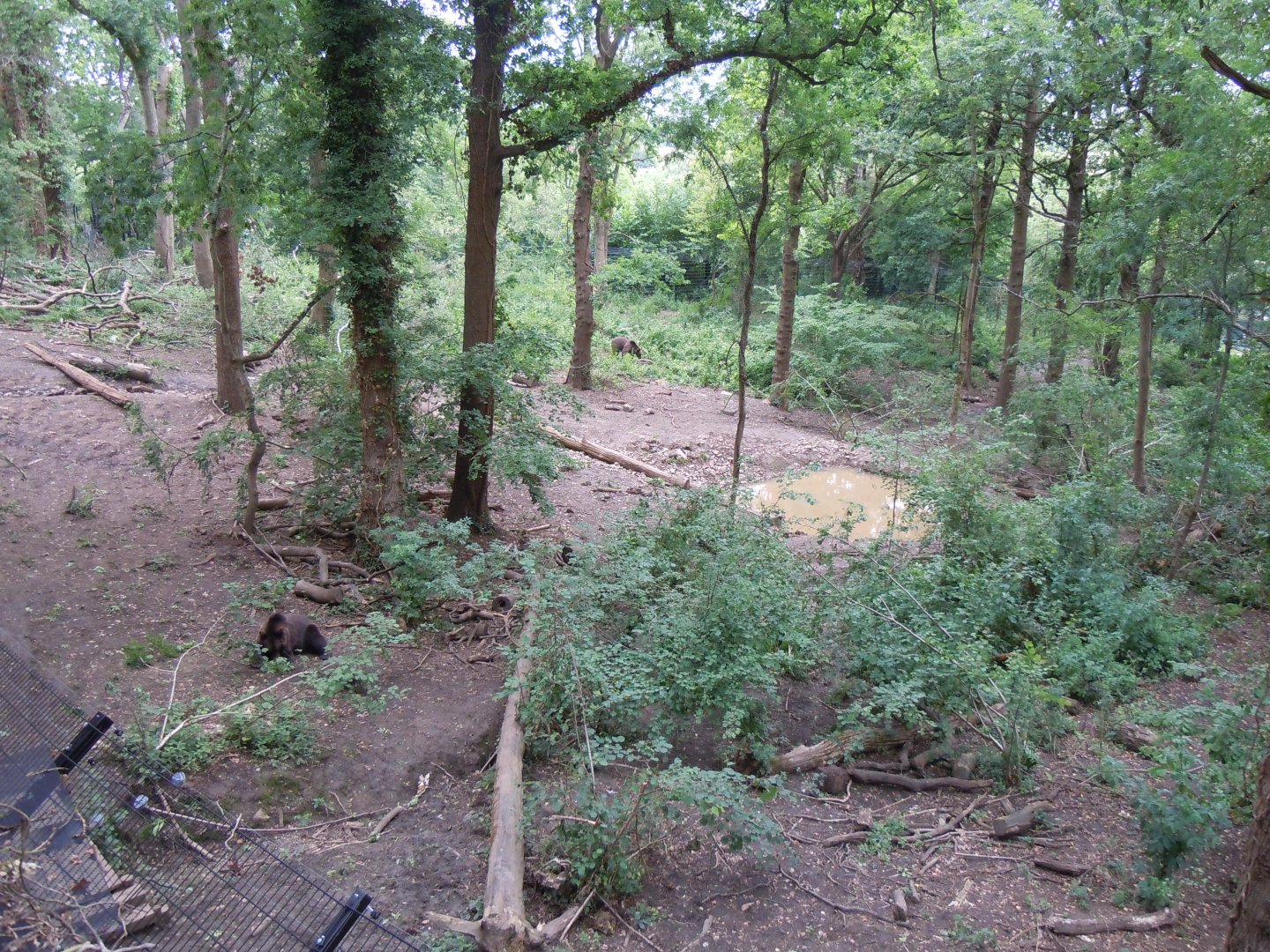 Bear Wood - European brown bear/Eurasian wolf enclosure 290620