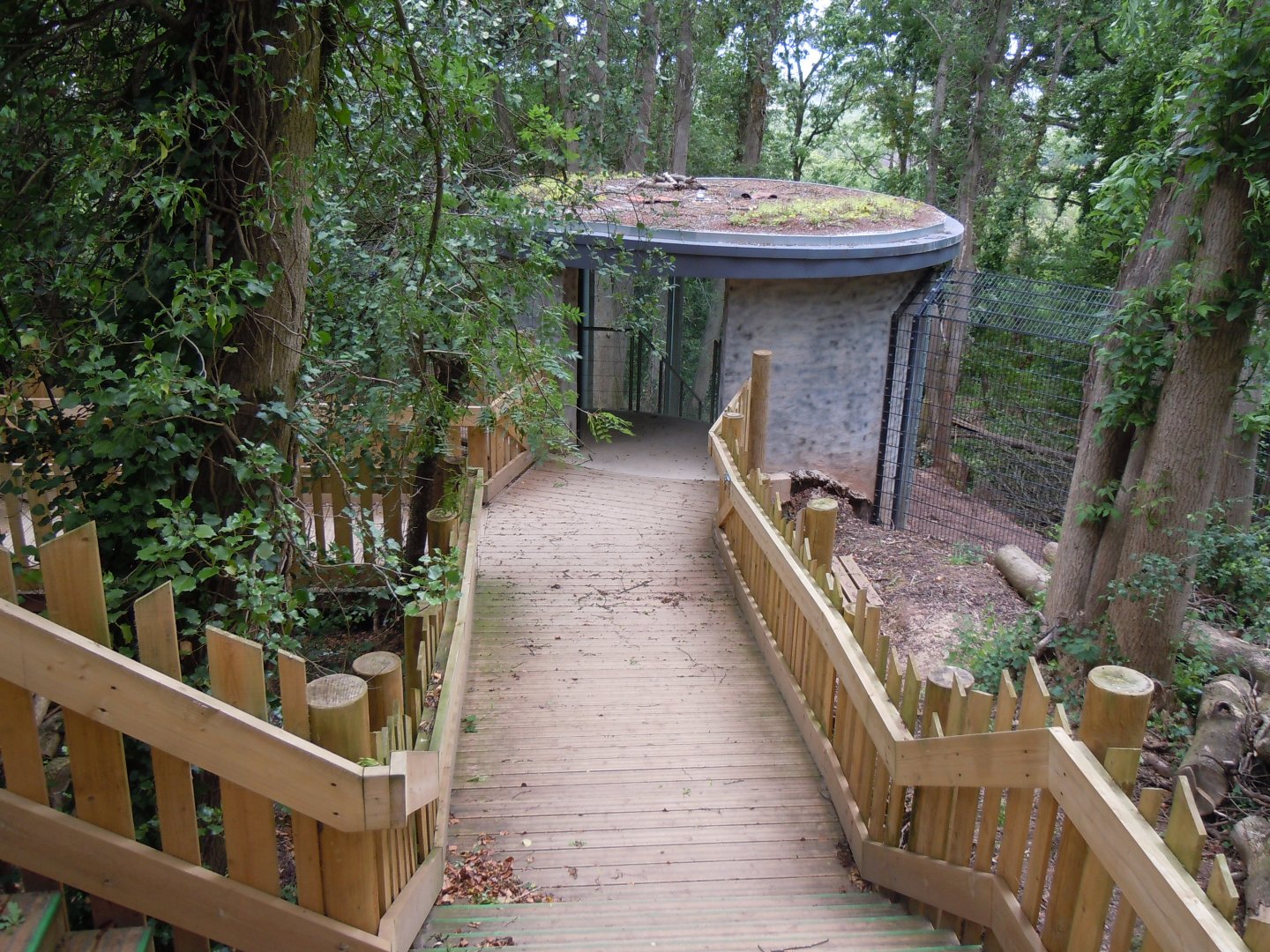 Bear Wood - European brown bear/Eurasian wolf enclosure 290620
