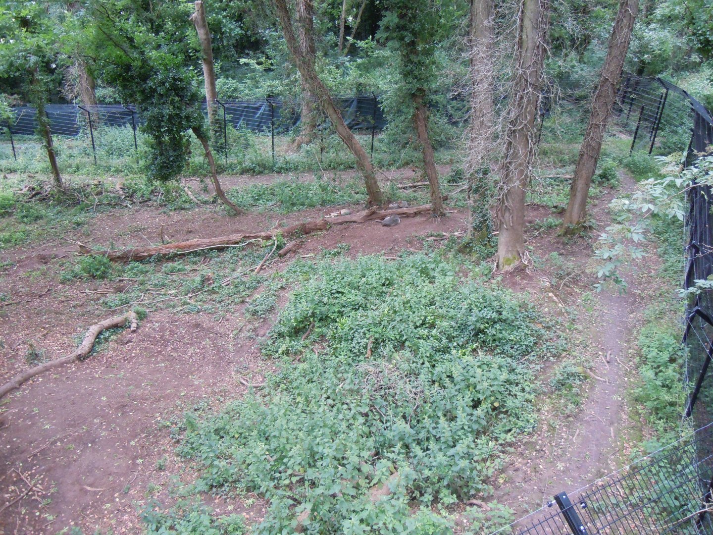 Bear Wood - European brown bear/Eurasian wolf enclosure 290620