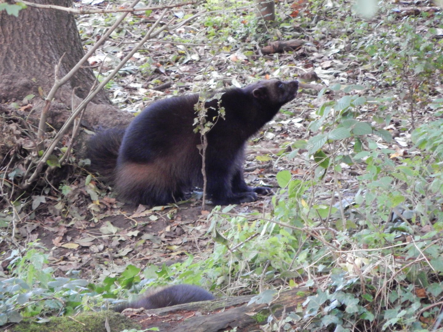 Bear Wood - European wolverine 051123
