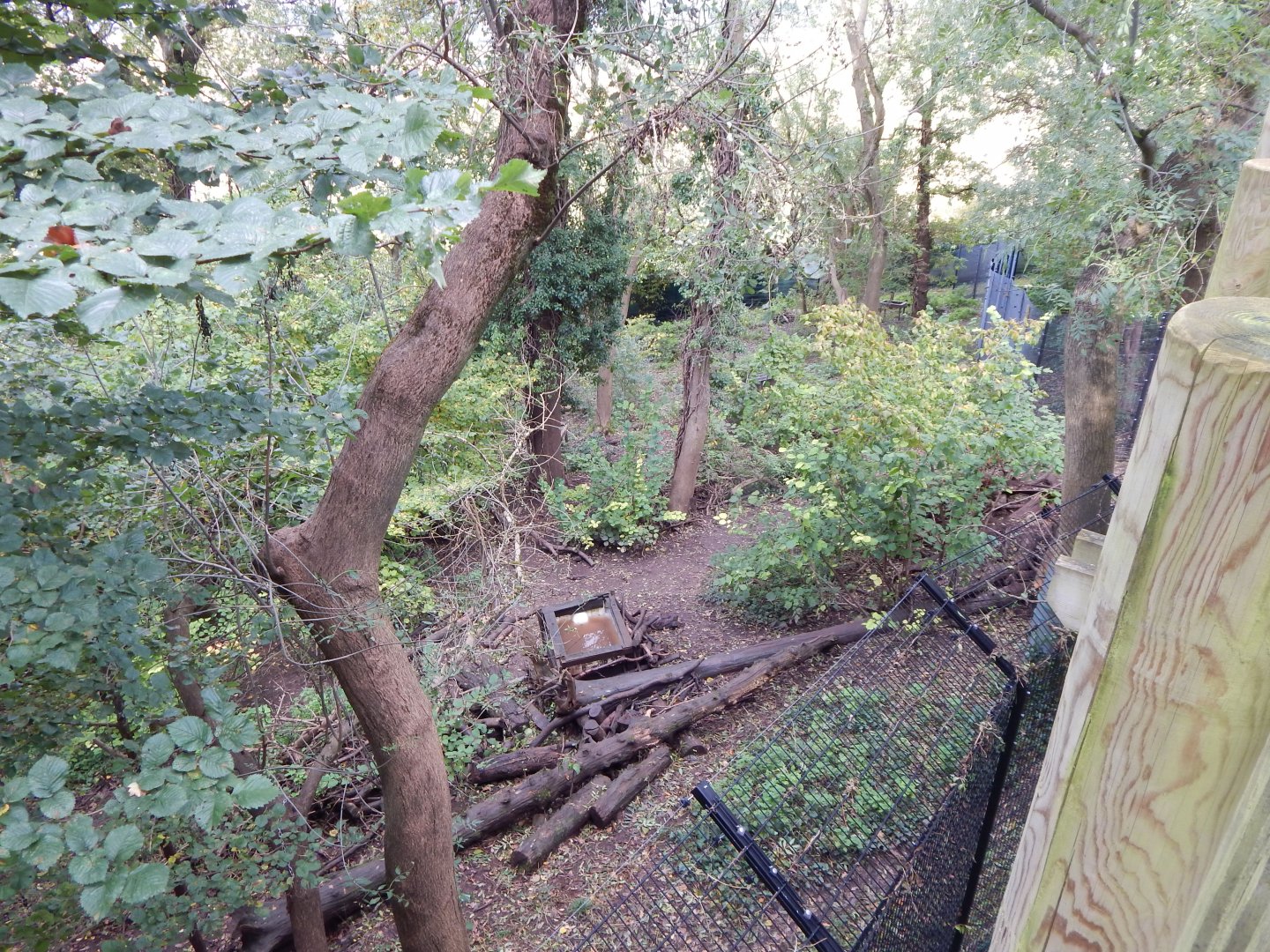 Bear Wood - European wolverine enclosure 051123